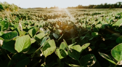 | Imagem Seguro de Safra é mais tranquilidade com seu investimento para a safra de verão 2020/21